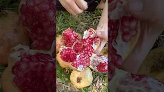 Outdoor Skills Life hacks In Forest survival outdoors lifehacks forest camping skills [upl. by Nyleve]