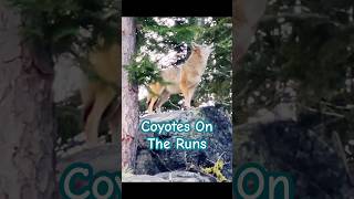 Coyotes encounters during my runs [upl. by Liryc]