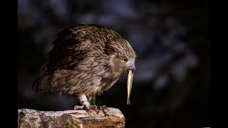 Blakistons Fish Owl fishing [upl. by Ientirb]