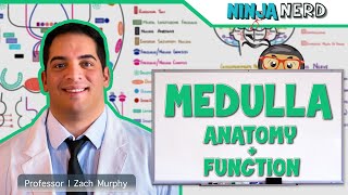 Neurology  Medulla Anatomy amp Function [upl. by Saibot]