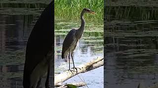 Amazing Great Blue Heron Calling shorts bird heron [upl. by Goldenberg898]