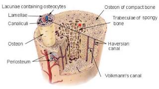 06BSkeletal System Bone Histology [upl. by Inaboy]