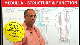 Medulla Oblongata  Structure and Function  Neuroanatomy [upl. by Skricki479]