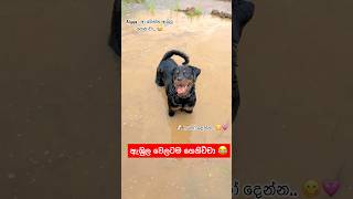 දවල්ට කන්නත් අමතකයි 😂🐶💕 akita viralvideo dog subscribe funny dog comedy pets fyp [upl. by Bernie]