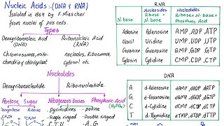 Nucleic acid  DNA and RNA  nucleoside and nucleotide  class 11 [upl. by Emera]