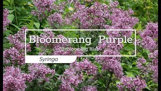 30 Seconds with Bloomerang® Purple Lilac [upl. by Ettelrac]