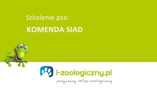 Jak nauczyć psa komendy quotsiadquot [upl. by Eivlys]