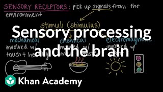 Sensory processing and the brain  Cells and organisms  Middle school biology  Khan Academy [upl. by Fancie281]