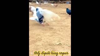 Kabutar ka Style Aise V Dakhane Like coment Subscribe karo ✨🦁DJ DiPAK KiNG RRPur👑✨ [upl. by Pantheas552]