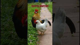 Cute Dutch bantam rooster crowing keepingchickens bantamchickens zwerghühner chickens hühner [upl. by Iona]