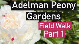 Adelman Peony Gardens field walk with names Pt 1 peonies gardening paeonia flowers perennial [upl. by Akit]