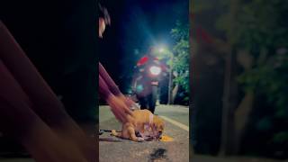 Plz drive dekhiki karantu 🐶dogdoglover trendingsadsongdeepak09dogshortsyoutubeshorts [upl. by Naelopan]