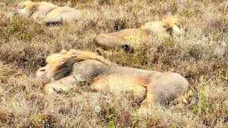 Tanzania D4 Ngorongoro  Central Serengeti [upl. by Lainad]