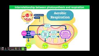 Interrelationship between photosynthesis and respiration [upl. by Eatnoj533]