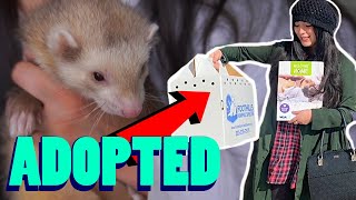 I Adopted A Ferret Welcome home Noodle [upl. by Beaver274]