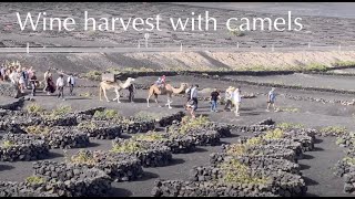 Traditional Wine Harvest  La Geria August 2023 [upl. by Bannister]