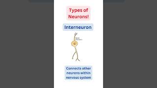 Types of Neurons amp their Functions Explained  science  shorts [upl. by Cohn477]