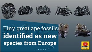 Tiny great ape fossils identified as new species from Europe [upl. by Nylsirhc227]