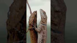 Lagartos brasileiros  Three Brazilian lizards 1 amazingnature [upl. by Adeys312]