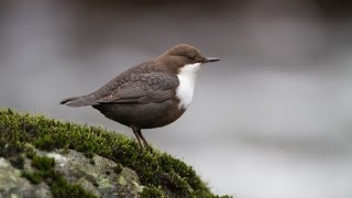 Fossekall i Akerselva Dipper [upl. by Dhiman]