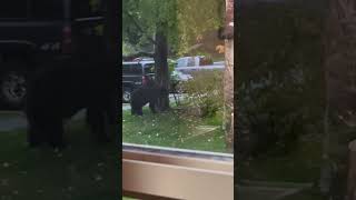 Cat Tries to Scare a Bear Then Retreats [upl. by Naerad]