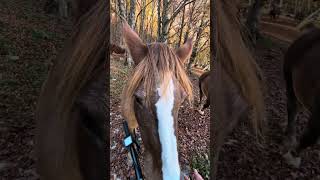 horses close encounter Abruzzo Altopiano Delle Rocche [upl. by Aissela]