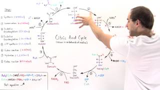 Overview of Citric Acid Cycle [upl. by Judenberg117]