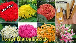 Ixora Flower Plant  Ixora Plant Colour Varieties  Flower Plant Nursery  Online Sell [upl. by Asyal]