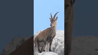 Ibex goat Amazing Climber animalsfacts mountaingoats shorts [upl. by Aruat538]