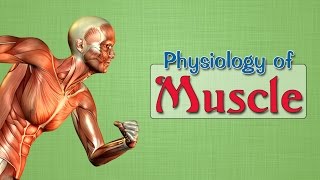 Easy Physiology  Muscle  1Excitation Contraction Coupling [upl. by Carr419]