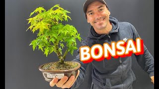 COMO COMEÃ‡AR A FAZER BONSAI  DICAS IMPORTANTES  BONSAI DE VIBURNUM [upl. by Stanton]