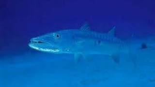 Huge Giant Barracuda Fish [upl. by Alphonsa]