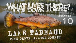 Trophy Trout Stalk the Shores of a Crystal Clear Northern California Reservoir  WLDT Ep 10 [upl. by Ronen304]