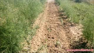 Scalzatore Mingozzi Group per Asparagi  Uncovering Plough for Asparagus [upl. by Adarbil]