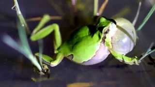 Hyla molleri Ranita de San Antonio en Ventrosa La Rioja [upl. by Boys]