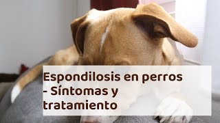 Espondilosis en perros  Síntomas causas diagnóstico y tratamiento [upl. by Viridi]