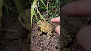 Funny frog catch big and small is forest shorts [upl. by Einnahc]