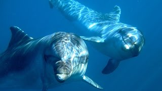 Back to the Blue  Captive Dolphins return to the Wild [upl. by Atem937]