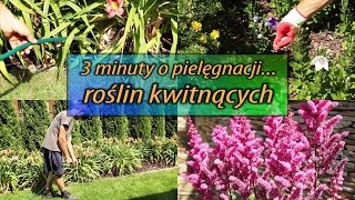 3 minuty o pielęgnacji roślin kwitnących [upl. by Datha]