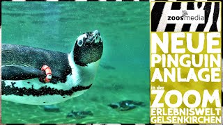 ZOOM Erlebniswelt Gelsenkirchen NEUE Anlage für Pinguine 🐧  zoosmedia [upl. by Conlee135]