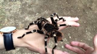 Handling a Giant Spider A geniculata [upl. by Lenzi919]