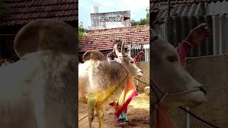 Maayan Amma love ❤❤jallikattu👑 trendingshorts viralvideoplzdosuporrtmychanlfriends🙏 [upl. by Faden]