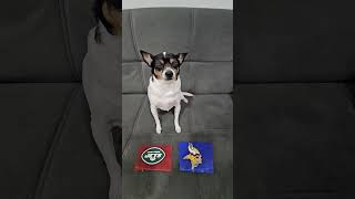 Jets vs Vikings nfl nflfootball nflpredictions week5 newyorkjets minnesotavikings dog [upl. by Fredericka]