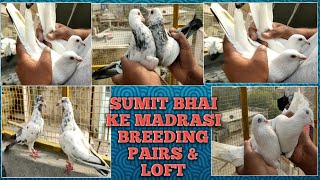 SUMIT BHAI KE MADRASI BREEDING PAIRS  BEST BREEDING LOFT  बहुत हि बढ़िया मद्रासी पेअर एंड लोफट [upl. by Mchenry869]