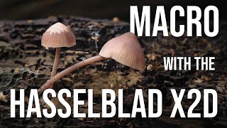 Macro photography woodland tutorial With the Hasselblad X2D [upl. by Nilyram976]