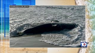 Shark washes up on Florida beach [upl. by Asilana]