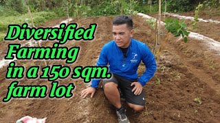 Diversified Farming in a 150 sqm farm lot [upl. by Ordisi773]