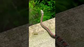 CHRYSOPELEA snake wildlife nature wildworld flyingsnake [upl. by Attej83]