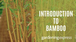 An Introduction to Bamboo Plants  Gardening Express [upl. by Arrekahs]