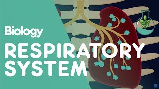 Respiratory System  Introduction  Physiology  Biology  FuseSchool [upl. by Mori]